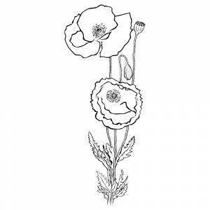 Раскраска Мак