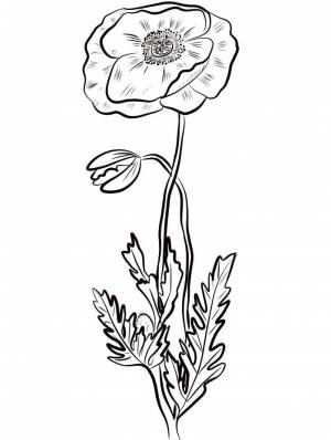 Раскраска мак