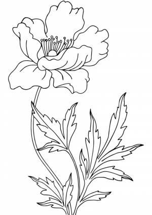 Раскраска Цветок Мака