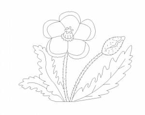 Раскраска Мак