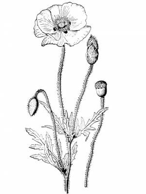 Раскраска Цветок Мака 1