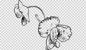 Мак Книжка-раскраска Цветочный рисунок, цветок, белый, ребенок, млекопитающее png