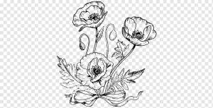 Рисование Обыкновенный мак Живопись, день анзака мака, белый, ребенок, монохромный png