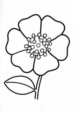 Раскраска Мак