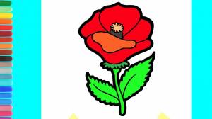 Как нарисовать цветок мака