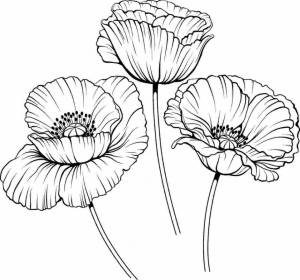 Мак цветок рисунок
