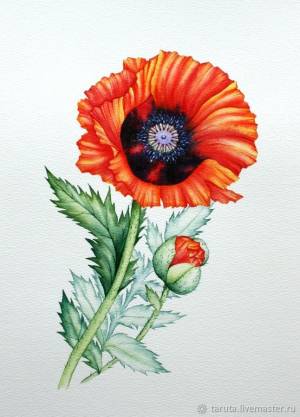 Рисунок Мак акварель