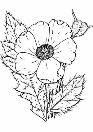 Раскраски, раскраска мак