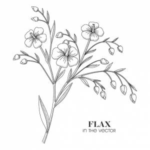 Лен лекарственный растительный на белом фоне в векторе