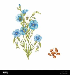 Лен растение рисунок