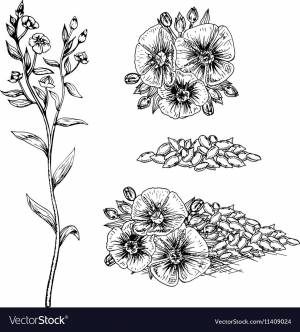 Лен раскраска