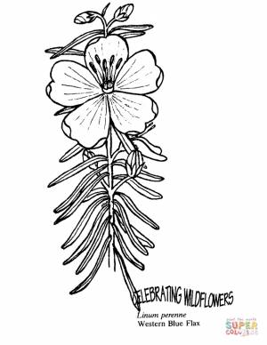 Раскраска Лён многолетний