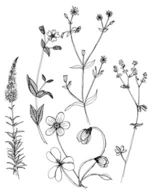 Лен растение рисунок