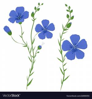 Лен рисунок для детей