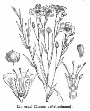 Цветок лен в рисунках цветными карандашами и красками