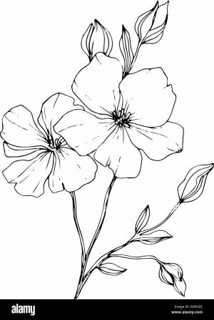 Лен картинка черно белая