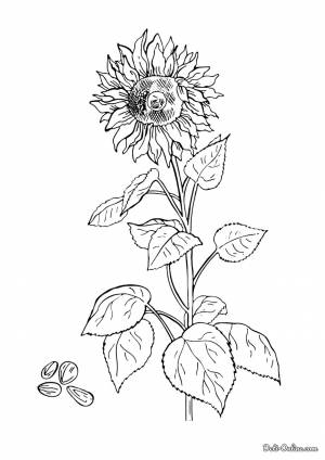 Раскраска Подсолнух