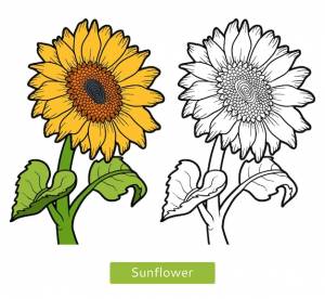 Книжка-раскраска для детей, цветок подсолнух