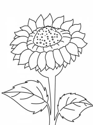 Раскраска Подсолнух  онлайн