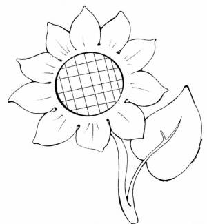 Раскраска Подсолнух