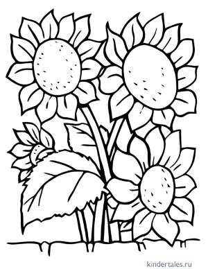 Подсолнух» раскраска для детей