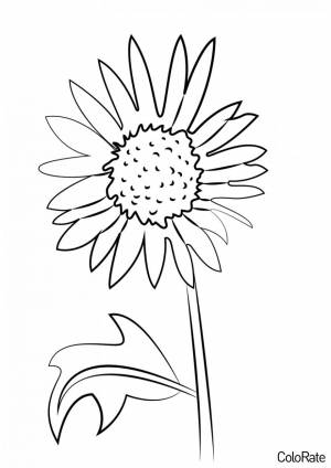 Раскраска Подсолнух с листьями
