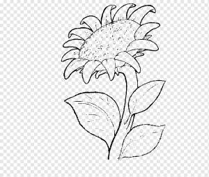 Рисунок Книжка-раскраска Подсолнух обыкновенный Живопись, живопись, белый, ребенок, лист png
