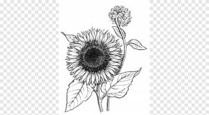 Книжка-раскраска Раскраски Рисунок, цветок, Акварельная живопись, подсолнух png
