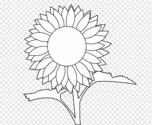 Подсолнечник черно-белый, книжка-раскраска, рисунок, книга комиксов, общий подсолнух, живопись, штриховой рисунок, страница, черный, Черное и белое, книга png