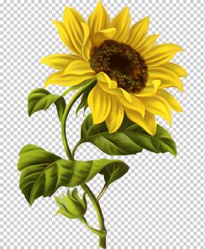 Обыкновенный подсолнух Рисунок акварелью Эскиз, роспись, акварельная живопись, подсолнечник, семена подсолнечника png