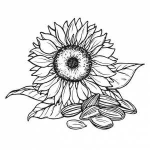 Подсолнух раскраска Изображения