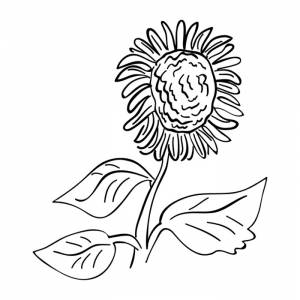 Раскраска Подсолнух