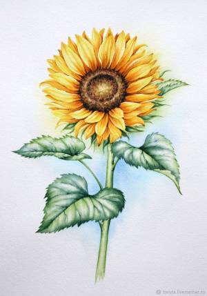 Рисунок Подсолнух акварель