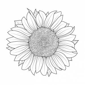 Подсолнух для раскраски