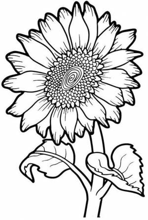 Раскраска Подсолнух