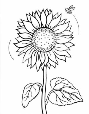 Sunflower coloring page