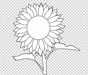 Общий подсолнух Книжка-раскраска Рисунок, греческая ваза Шаблон, белый, лист, прямоугольник png