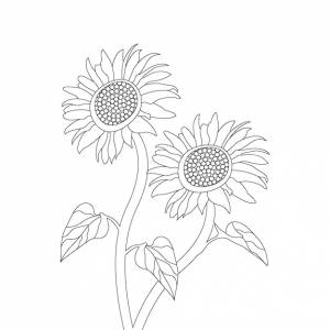 раскраски подсолнечника с векторной иллюстрацией цветочного эскиза