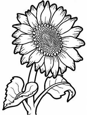 DataLife Engine > Версия для печати > Подсолнухи раскраска