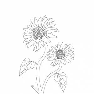 раскраски подсолнечника с векторной иллюстрацией цветочного эскиза