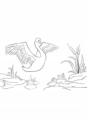 Раскраска пруд