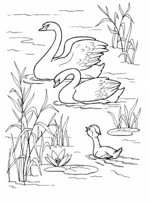 Раскраска Пруд