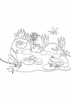 Пруд раскраска