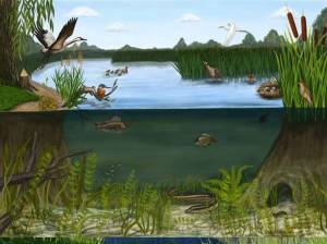 Иллюстрация пруд