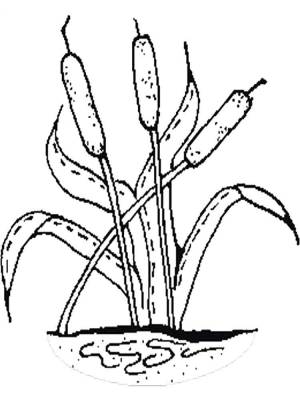 Раскраски Камыш