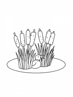 Раскраски Камыш   в формате