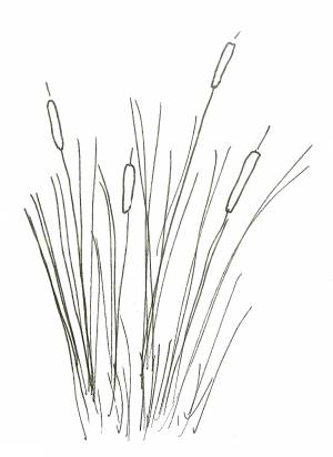 Камыш раскраска для детей