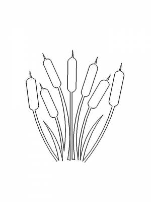 Раскраски Камыш   в формате