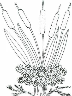 Раскраски Камыш   в формате