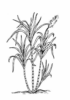 Как нарисовать камыш